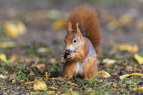 Squirrel holding a nut and eating among colorful leaves, squirrel (Sciurus vulgaris), wildlife, Germany
