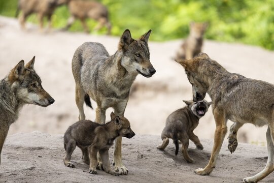 Gray wolves (Canis lupus), Germany