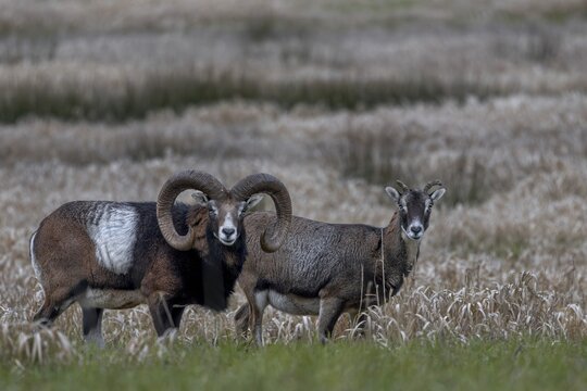 Mouflon rams (Ovis gmelini) and females looking attentively at the photographer, pair, couple, Germany