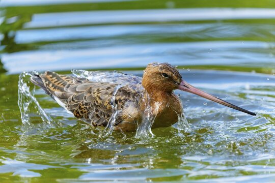 Lapwing bathing in the water, splashing its wings, lively and natural atmosphere, black-tailed godwit (Limosa limosa), France