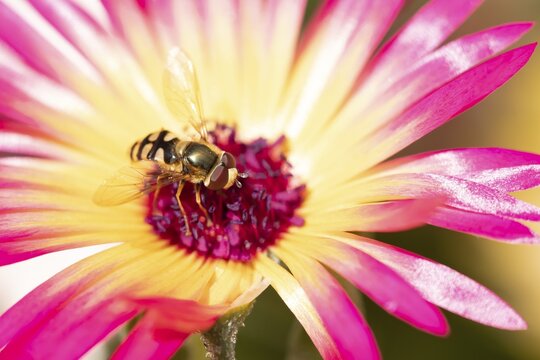 Common hoverfly (Eupeodes corollae) adult insect feeding on a garden daisy flower in summer, England, United Kingdom