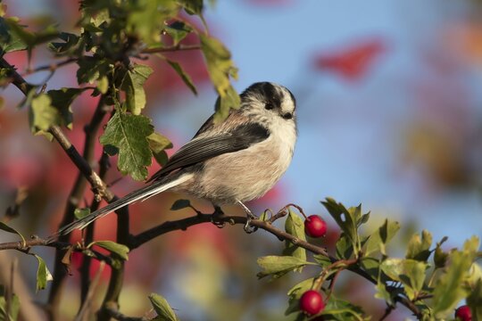Long tailed tit (Aegithalos caudatus) adult bird in a hawthorn hedgerow with red berries in autumn, Suffolk, England, United Kingdom