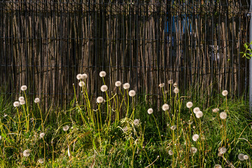 Common dandelion seed heads, Taraxacum officinale, grow in tall grass beside a vertical reed fence, showing fluffy white seed balls, meadow weeds, and late spring sunlight. © Volha