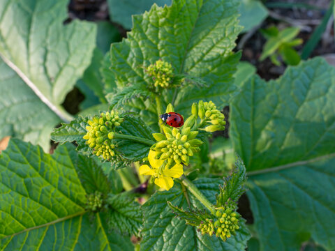 Seven spot ladybird, Coccinella septempunctata, crawls on flowering wild mustard from the Brassicaceae family, with yellow buds, green leaves, and natural garden vegetation.