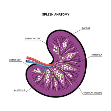 Detailed spleen anatomy diagram components.