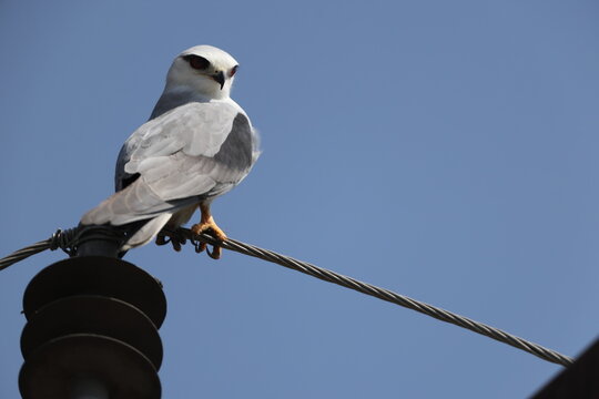 Black-winged kite (Elanus caeruleus vociferus) in North India