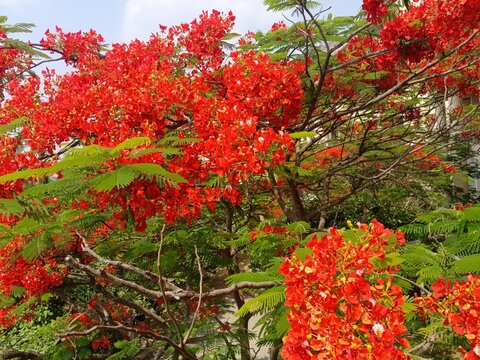 Blooming delonix regia tree, Vibrant red royal poinciana flowers, Flamboyant tree in bloom