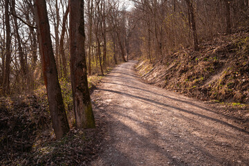 Fototapeta premium Forest Road with Long Spring Shadows