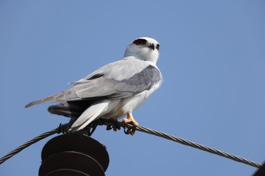Black-winged kite (Elanus caeruleus vociferus) in North India