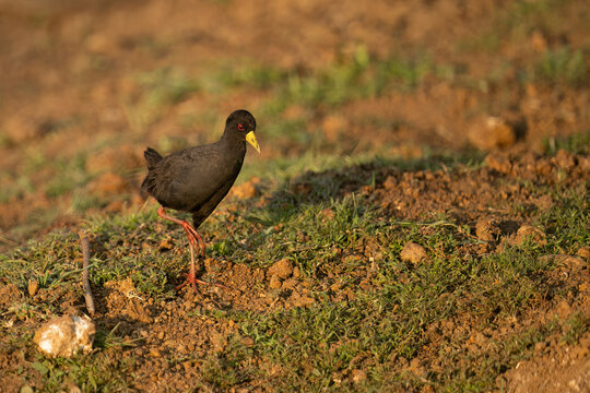 Black Crake ( Amaurornis flavirostra ) Pilanesberg Nature Reserve, South Africa