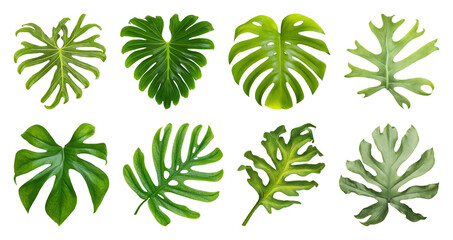 Fototapeta premium PNG Tropical leaves collection illustration on transparent background