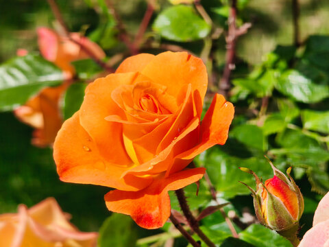 Orange Rose in voller Bl&uuml;te mit kleiner Knospe