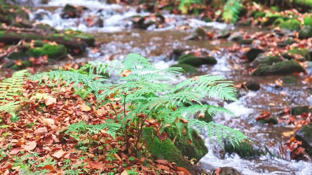 A green bush of grass against the background of an autumn mountain river