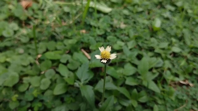 Coatbuttons (Tridax procumbens), a member of the Asteraceae family. This plant is widely known as a wild weed
