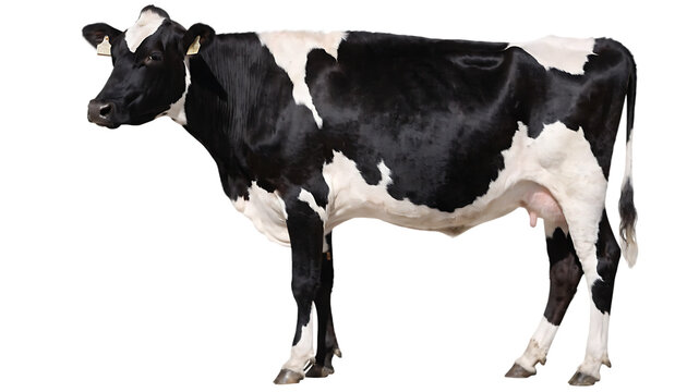 A black and white holstein friesian dairy cow standing in profile against a white background with holstein friesian livestock agriculture standing isolated background domestic creature
