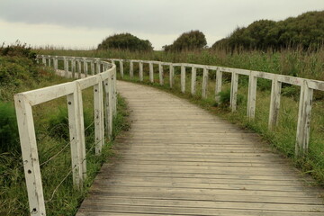 Obraz premium A wooden bridge over a marsh