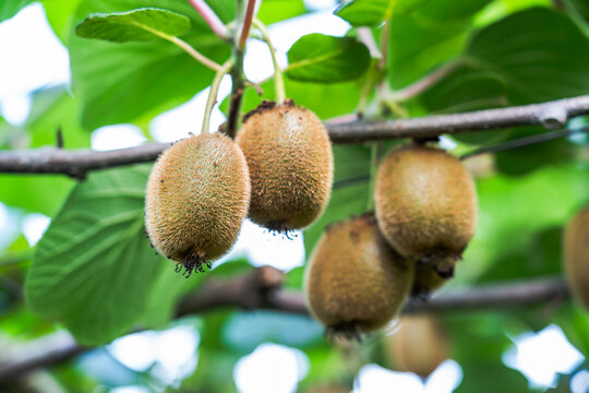 Fresh fuzzy kiwi fruits hang on woody branches, surrounded by lush green leaves in a growing orchard setting.