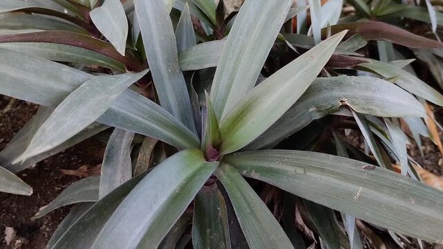 Tradescantia spathacea plant, known as boat lily or rhoeo discolor. Beautiful tropical houseplant with green and purple leaves in the garden. Perfect for botany background