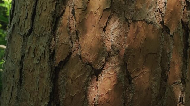 Tree bark close-up texture abstraction