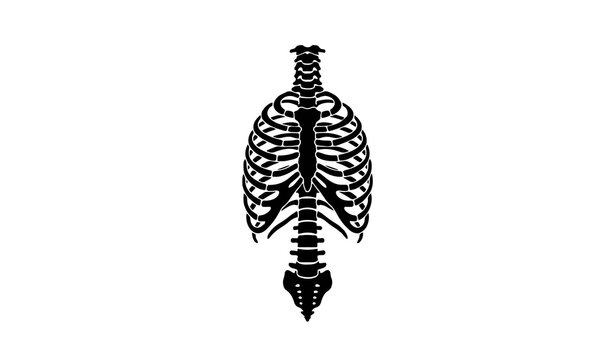 Human Rib Cage and Spine Silhouette Vector Illustration Highlighting Detailed Skeleton Anatomy Bone Structure Isolated on Vignette Gray Background