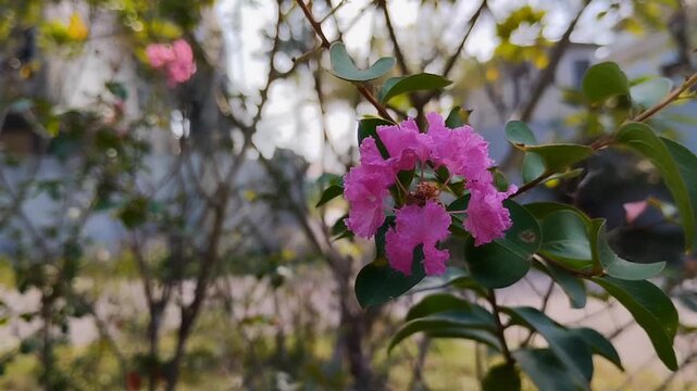 Beautiful pink Crape Myrtle or Lagerstroemia indica flowers blooming in the garden