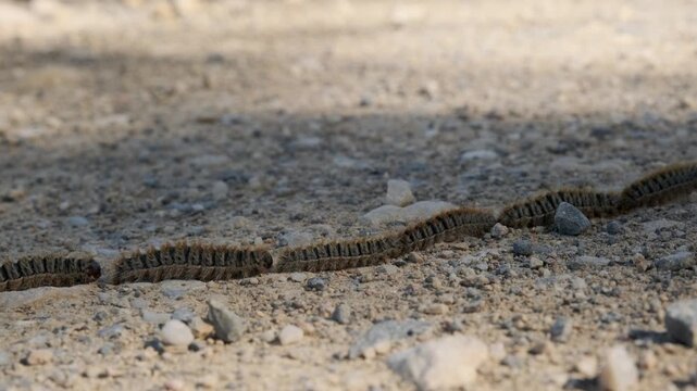 Procession of caterpillars of the pine processionary (Thaumetopoea pityocampa) marching in a row on a path