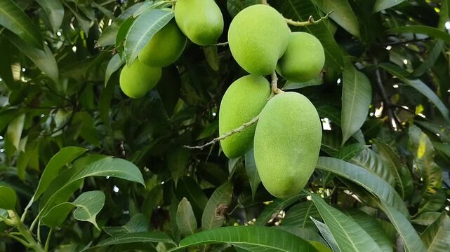 Fresh green mangoes hanging on tree branch with lush leaves