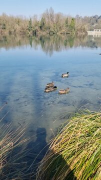 reeds in the water