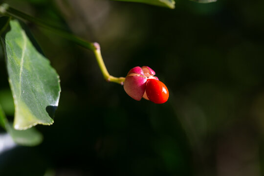 Close-up of orange fruits on the Japanese spindle tree (Eunymus japonicus). In autumn, the fruits (caps) split into four parts, releasing orange seeds.