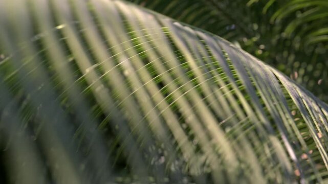 Close-up of a green palm leaf illuminated by the sun