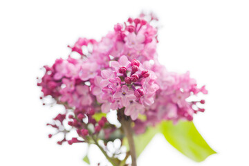 Obraz premium lilac flowers isolated on white