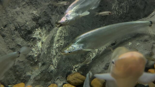 A clear shot of Metallic Sheatfish (Micronema apogon, also known as Blue Neon Sheatfish) swimming inside a large aquarium tank.