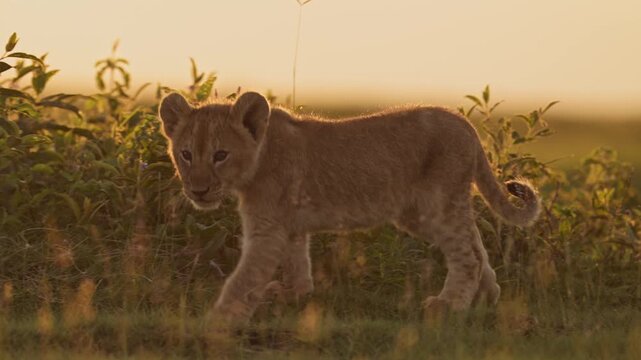 Slow Motion Cute Lion Cubs at Sunset in Serengeti, Tiny Small Young Newborn Baby Lions, African Animals and Wildlife in Serengeti in Tanzania in Africa on Safari in Beautiful Orange Golden Sunlight
