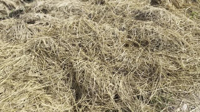 Golden sunlit texture of dry rice straw pile on a farm