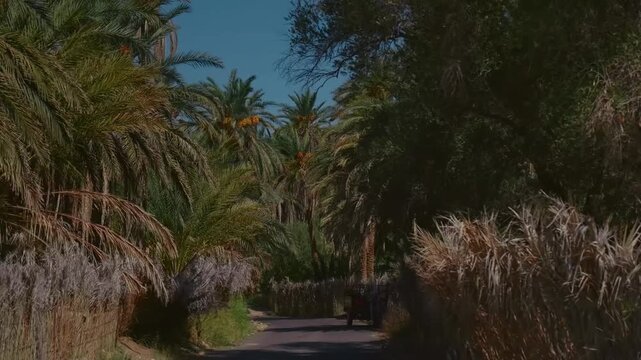 Lush Date Palm Trees in Tozeur Oasis, Tunisia, North Africa - Arabic Desert Agriculture