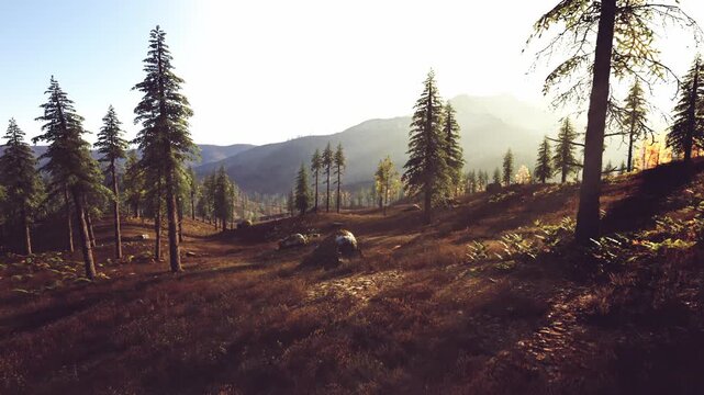 Tranquil scene of a mountain landscape where evergreen trees thrive in the sunlight illuminating the rolling hills. The terrain is dotted with rocks and a colorful undergrowth.