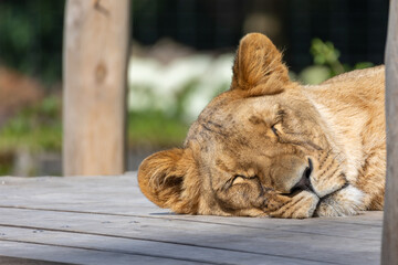 Lioness sleeping peacefully enjoying sun on wooden platform © Karina