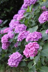 Fototapeta premium 東京散歩 飛鳥山の紫陽花