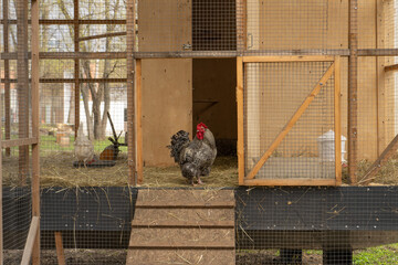 Alert cuckoo Marans rooster Gallus gallus domesticus guardedly looking outside from an open coop door against a wire mesh henhouse background © Arnepi
