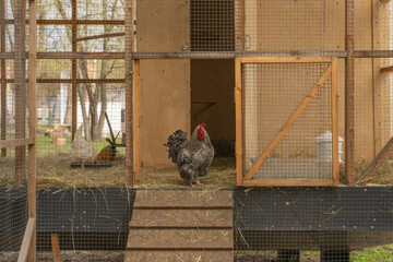 Proud cuckoo Marans rooster Gallus gallus domesticus confidently standing at the coop entrance with chickens against a wooden henhouse background © Arnepi