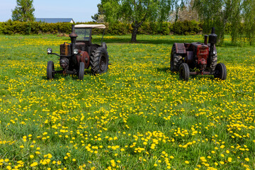 Fototapeta premium Vintage agricultural tractors parked in a green field full of blooming yellow dandelions. Picture taken in sunny day. Clear, blue sky above the scene.