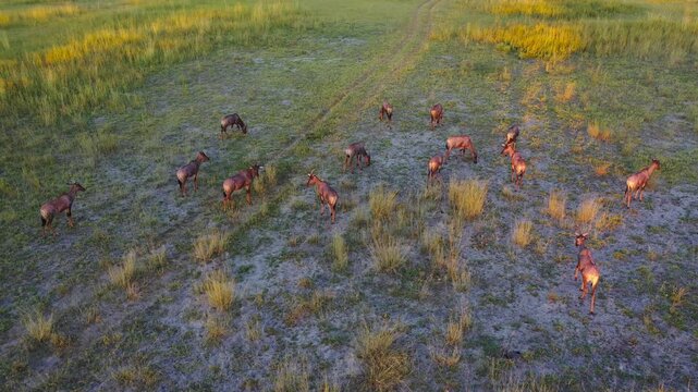 A drone view of a group of Tsessebe Antelope Herd grazing and moving through the golden grasslands