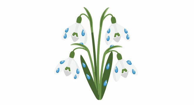 Delicate white snowdrop flowers with blue water droplets on a white background