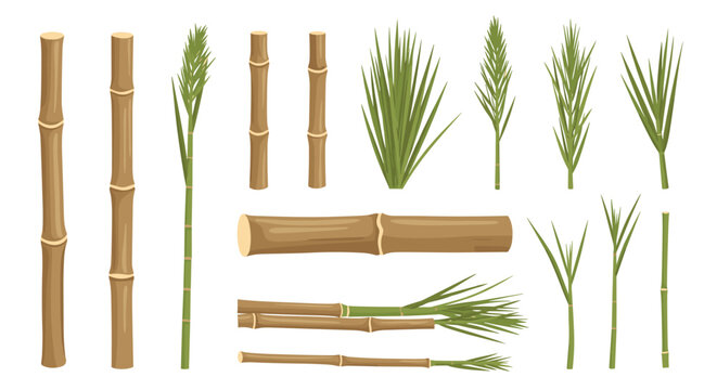 Set of sugarcane stalks and bamboo stems with green leaves shown in various lengths and positions on white background.