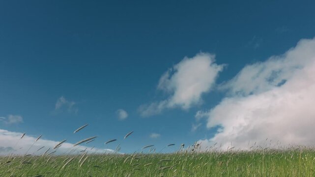 Green pastureland on a highland swaying in strong winds