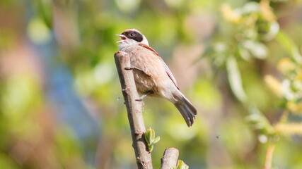 red backed shrike © lazalnik