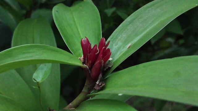 Low angle shot focusing on the unopened red maroon bract cone of a crepe ginger flower, surrounded by vibrant green leaves before blossoming.
