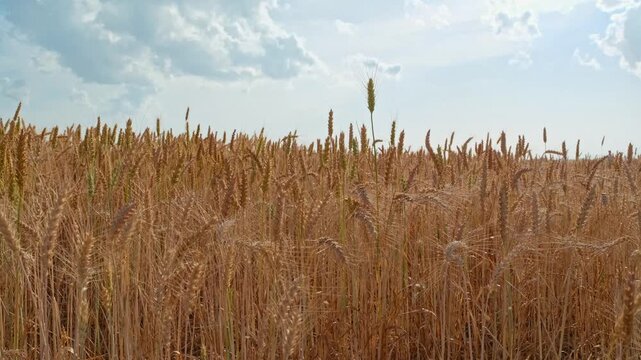 Golden wheat heads sway gently in the wind under a cloudy summer sky. Agricultural landscape showing a mature grain crop approaching harvest season.