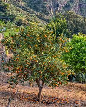 Orange kumquat tree in farm &mdash; Full view of a kumquat tree heavily laden with hundreds of ripe orange fruits in a lush terraced Mediterranean garden on Salina Island, Aeolian Archipelago, Sicily, Italy