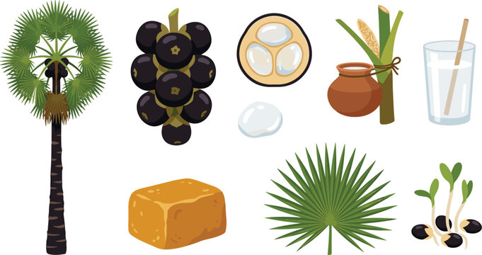 Palmyra palm tree flat vector set with Asian palmyra fruit bunch, ice apple jelly seed slice, toddy sap juice glass, clay pot, and organic jaggery sugar block.